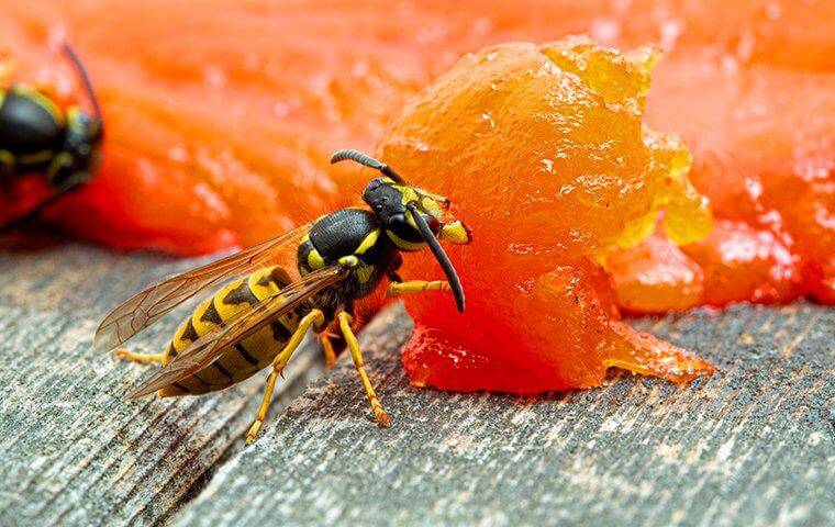 16 Facts About Wasps – Wasp: Key Facts — Forest Wildlife – KTIR