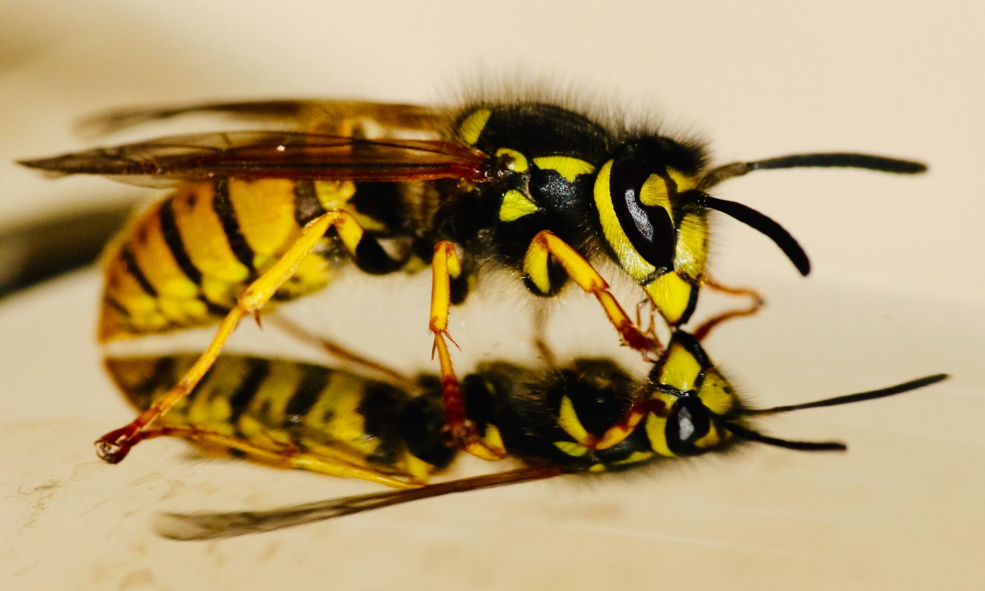 How To Keep Wasps Away From Your Charlotte, NC Yard ARUZA