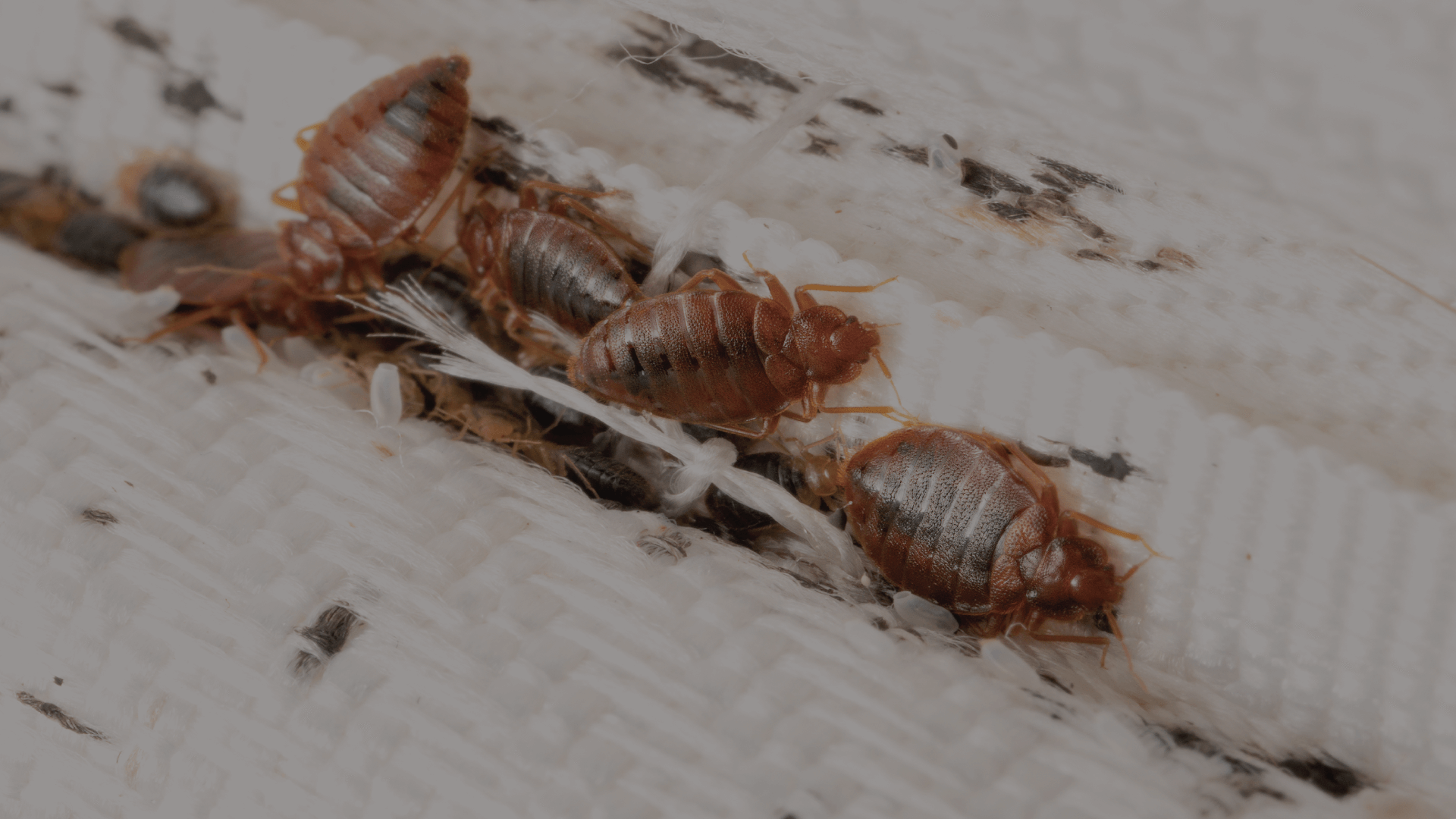 Safe and Effective Pest Control for Bedbugs