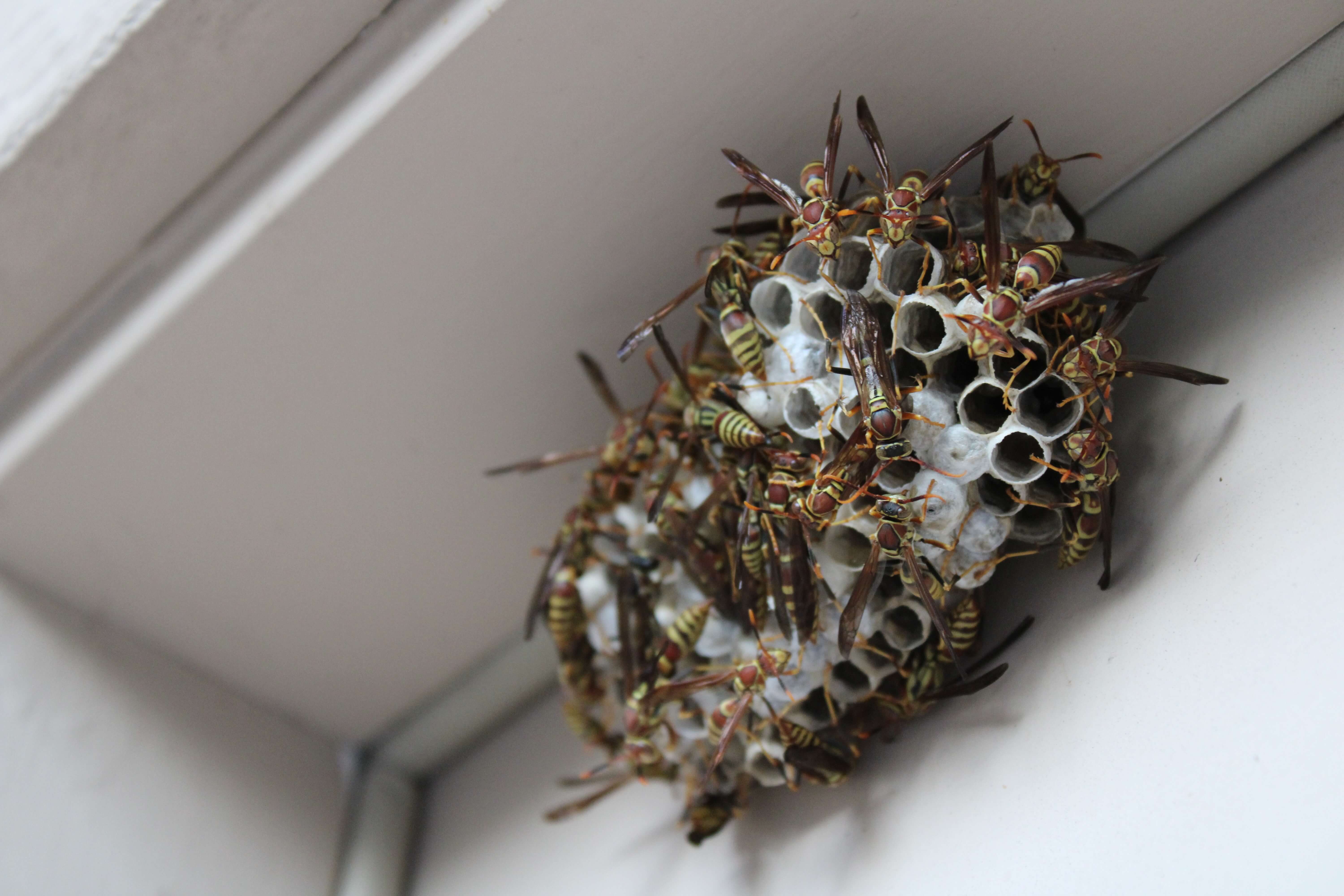 the-trouble-with-wasps-in-charlotte-aruza