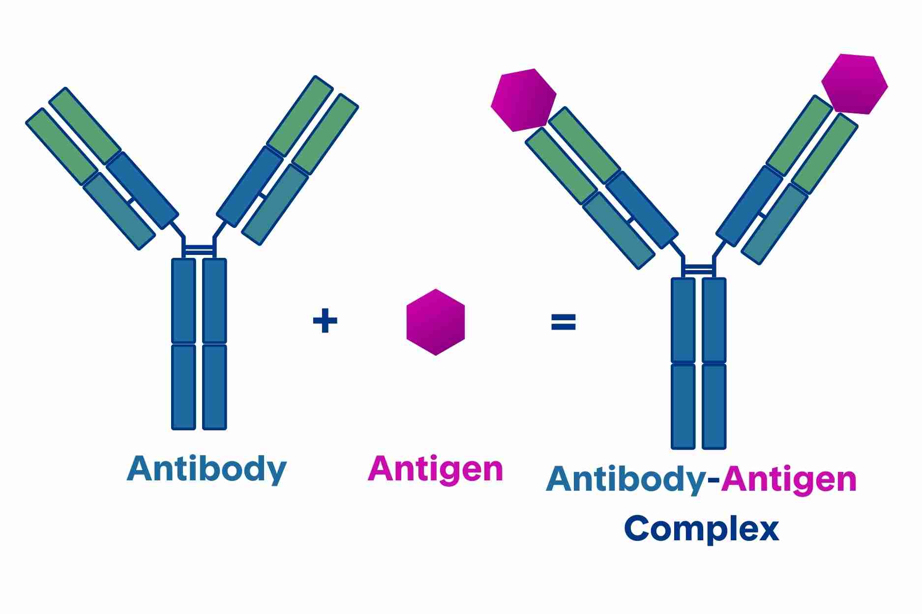 AntibodyAntigen Complex Structures Services