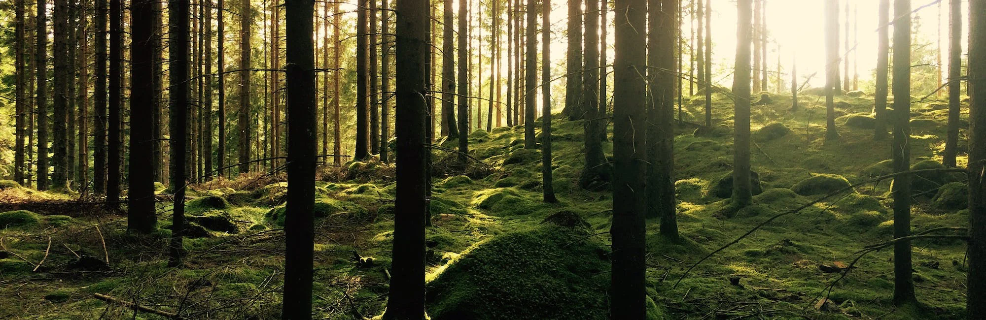 Simplifying Stand Management and Historical Data Visualization in Forestry