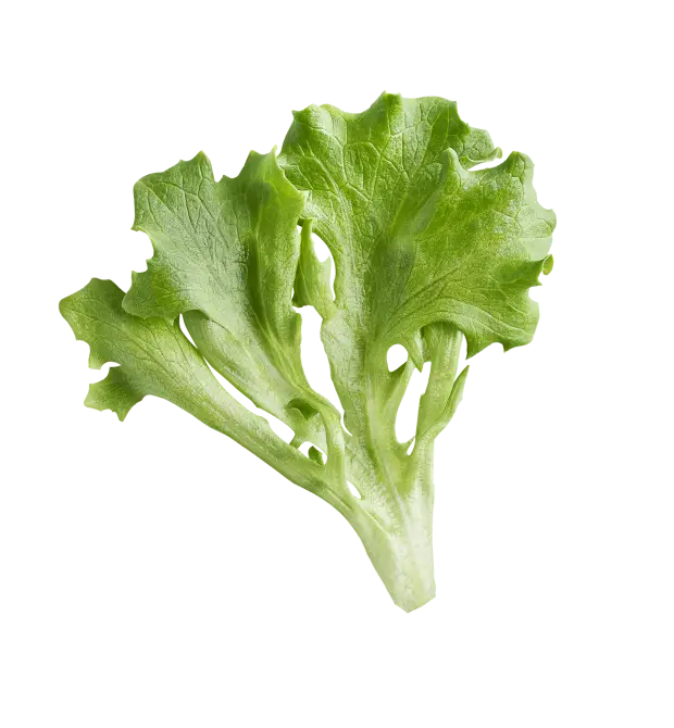 piece of crispy salad