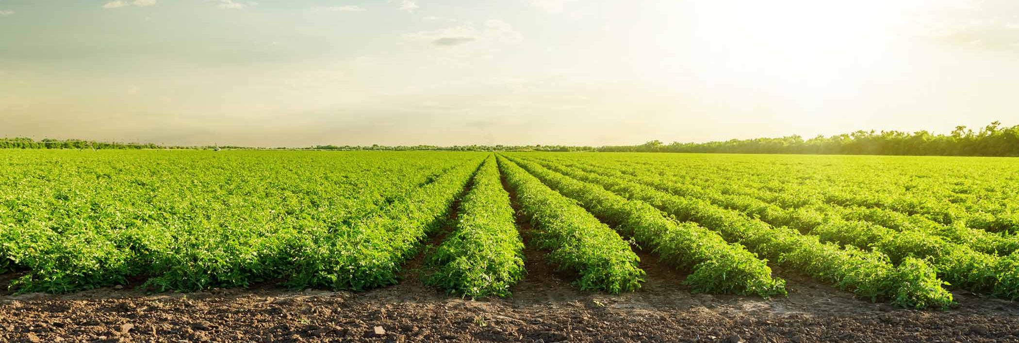 Inkerman Lime & Gypsum Mackay Whitsunday LIfe