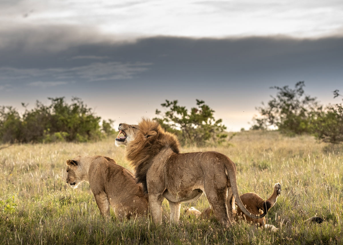 Borana Lodge
