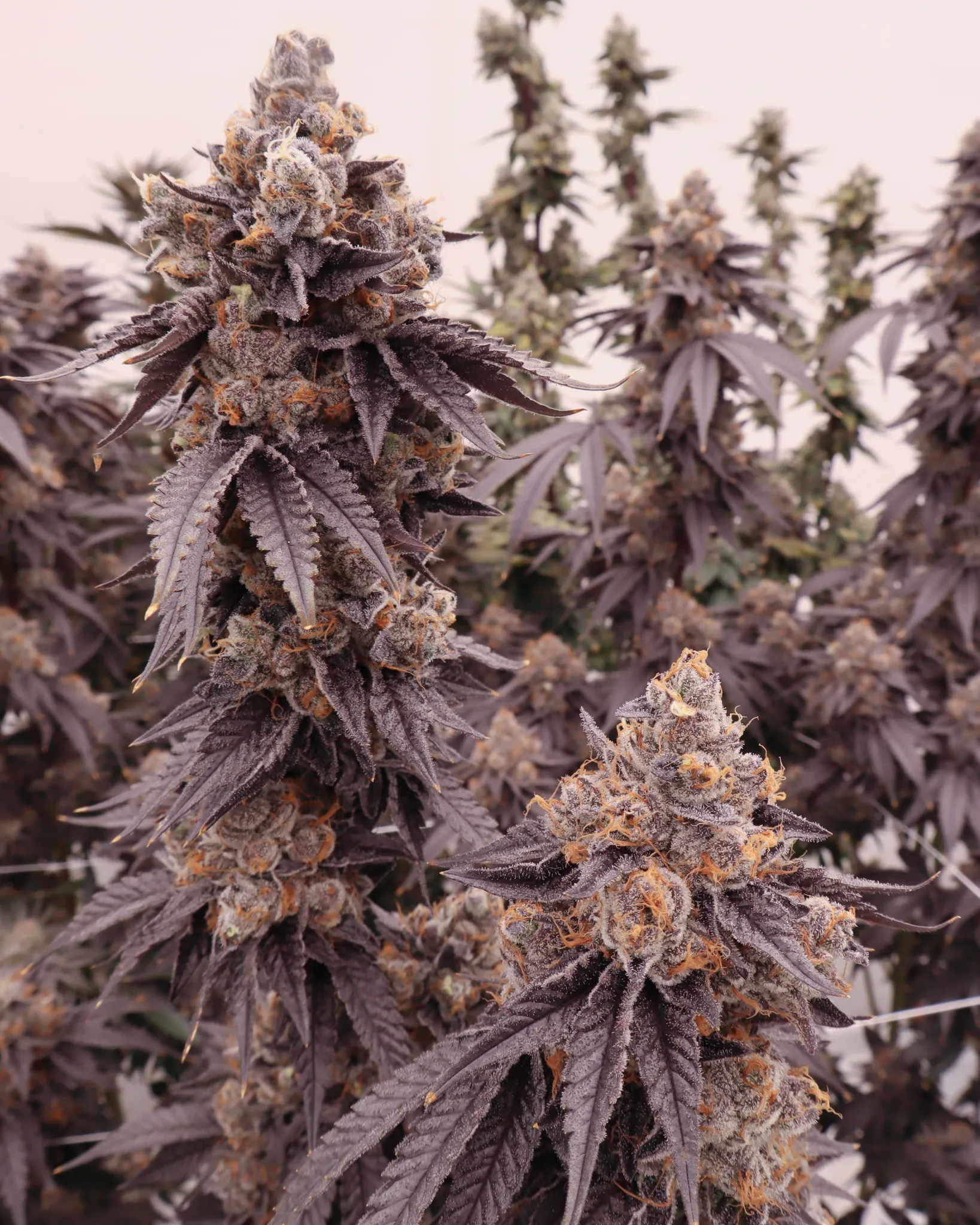 London Pound Cake x Kush Mints Mother Labs