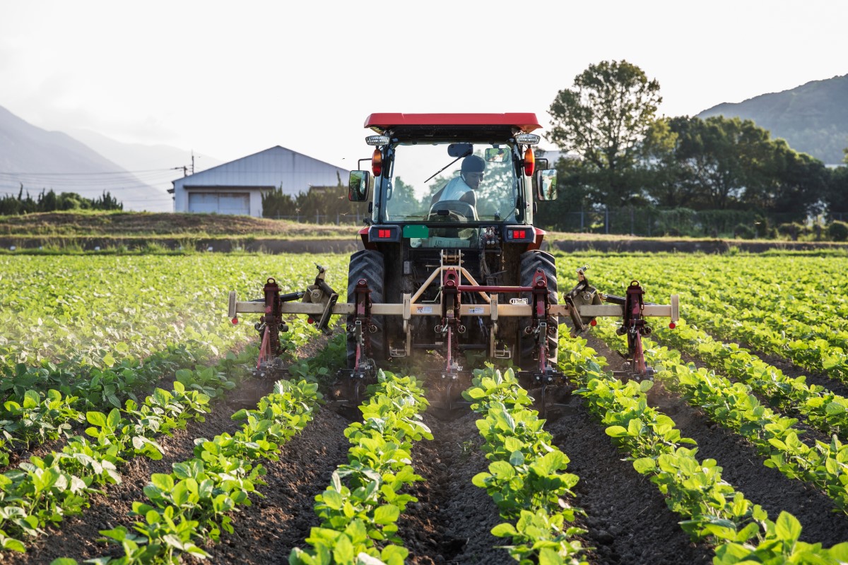 Image containing open air, agriculture, plant, skyAutomatically generated description