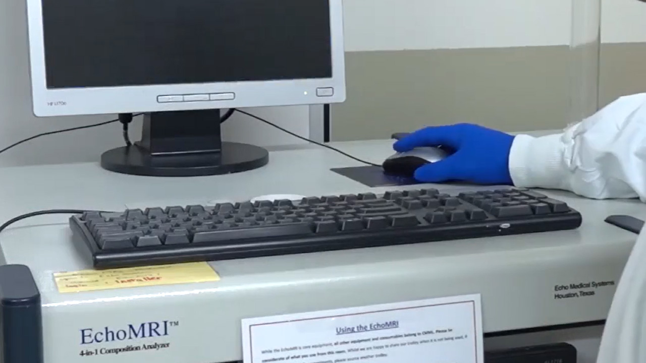 Body Composition and Metabolic Caging Analysis in High Fat Fed Mice