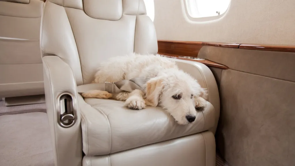 Dog on a private jet