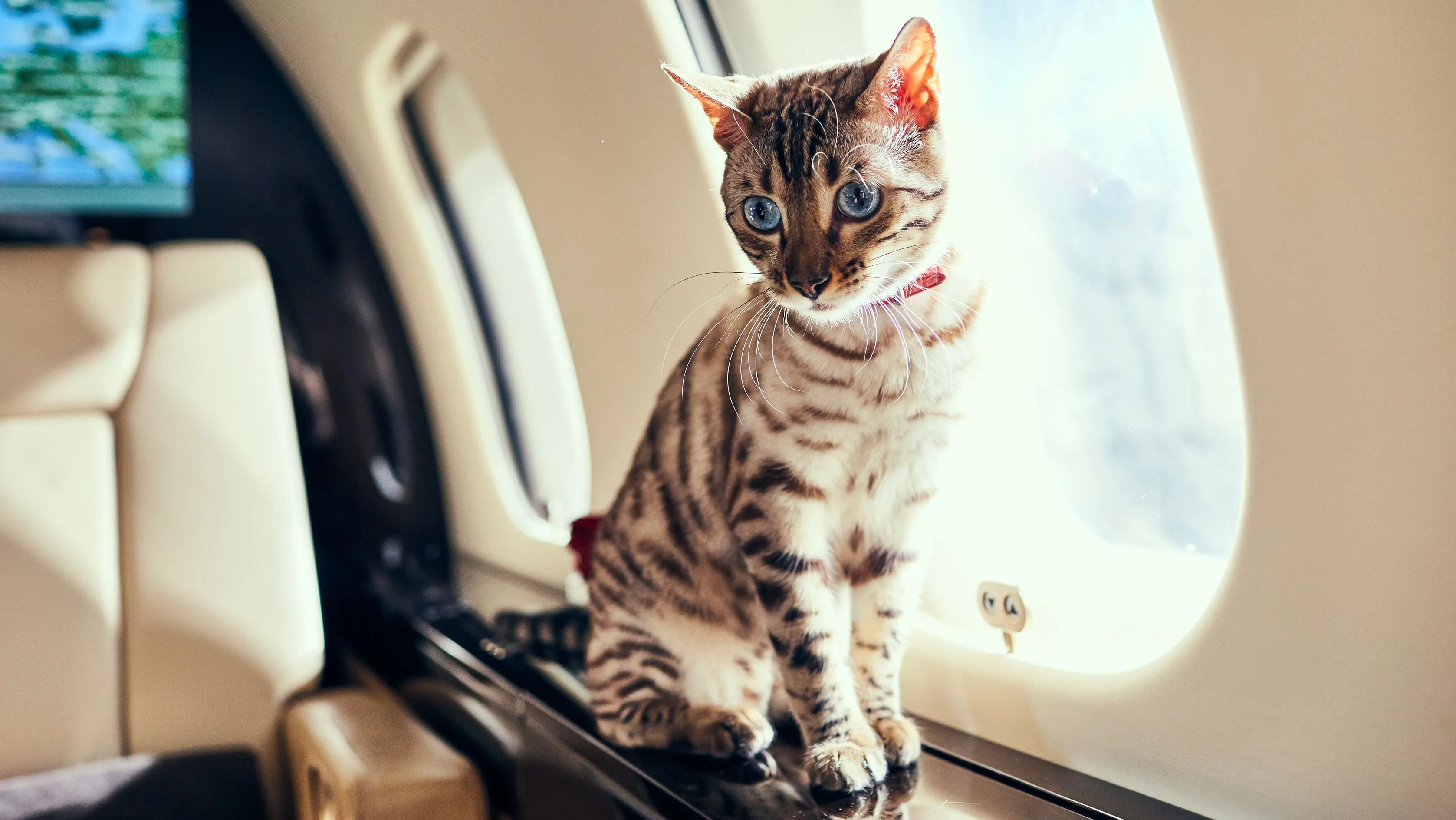 Cat on a pet friendly private jet charter