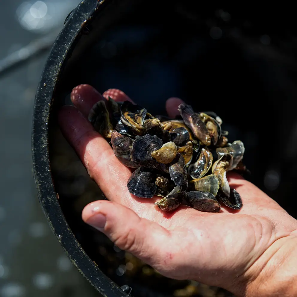Rock Oysters from Albany, Perth, Western Australia Leeuwin Coast