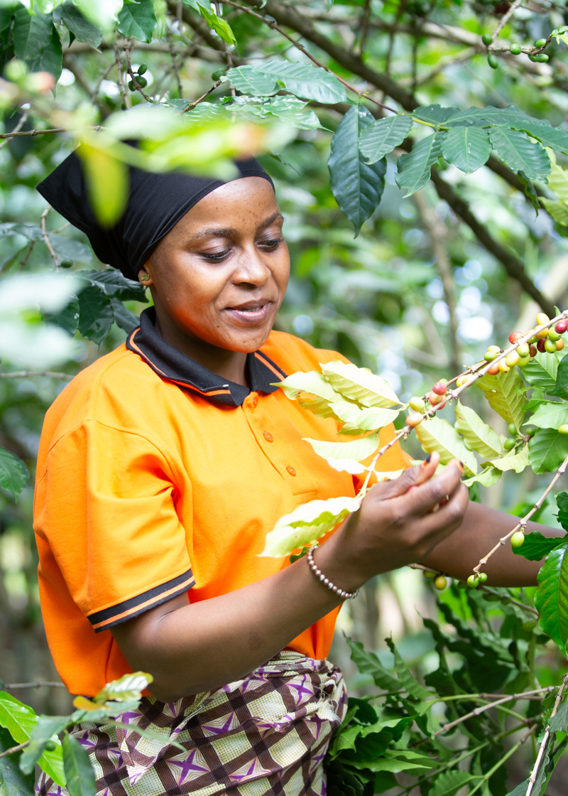 Place an order organic african south asian food supplier infinite