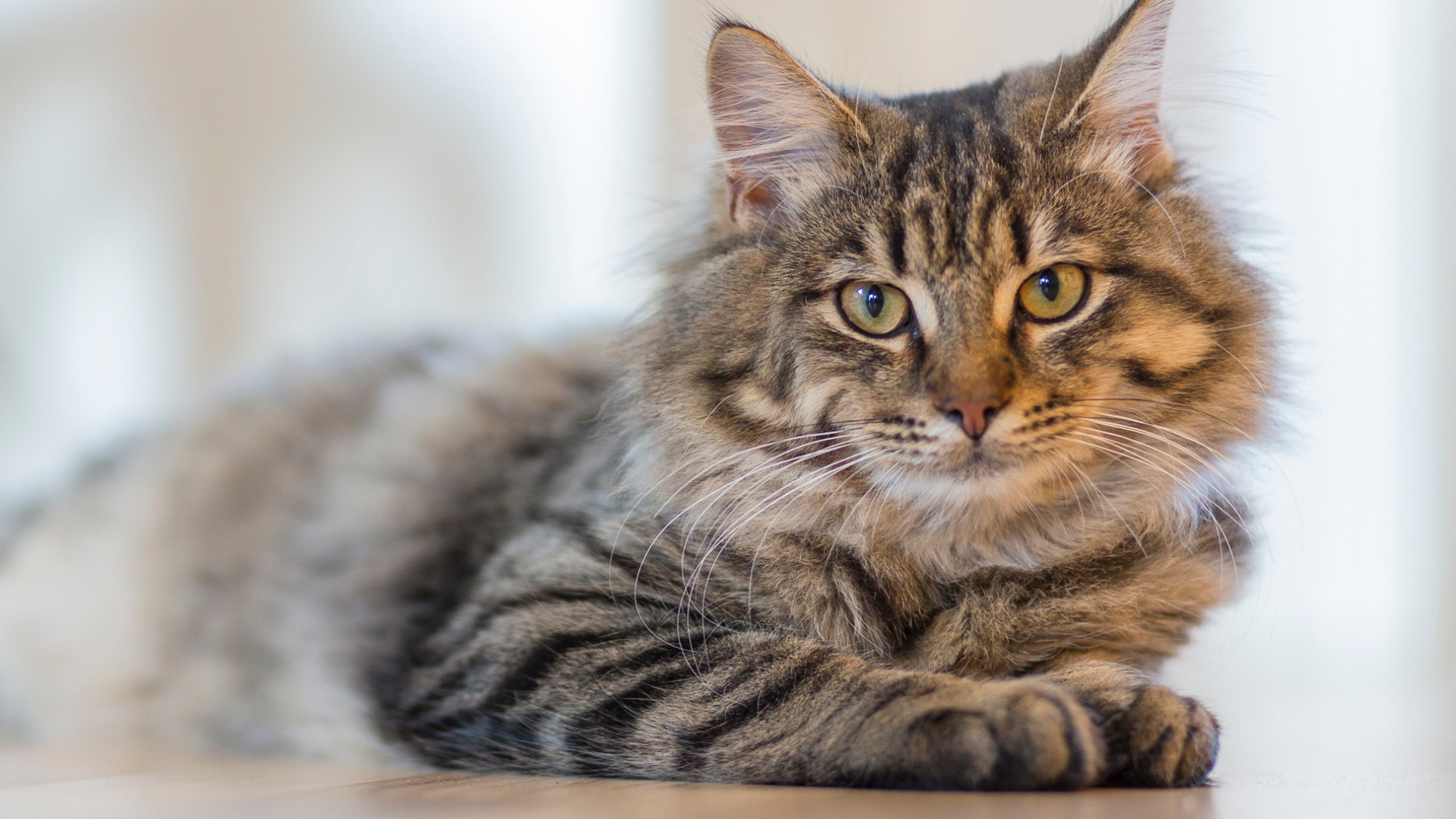 Photo inspiration: Gallery Detail: Feline Urinary Issues And Tips For Prevention