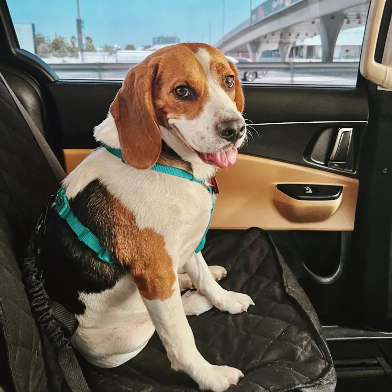 Furry Travel Pet Relocation & Pet Taxi Dubai