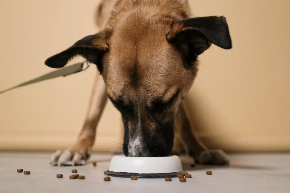 Making the Right Choices Selecting the Ideal Food for Your Dog
