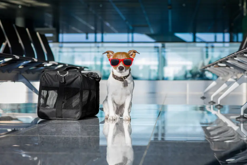 The Rise of PetFriendly Airports