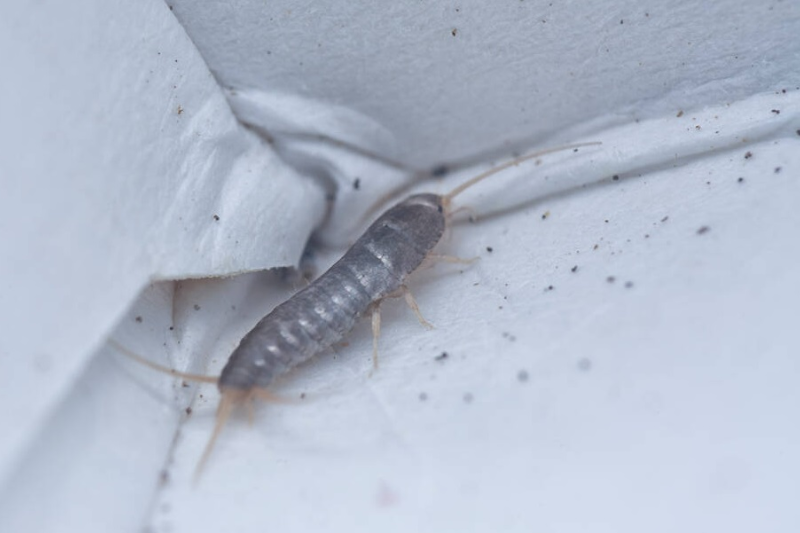 How to prevent silverfish in your wardrobe