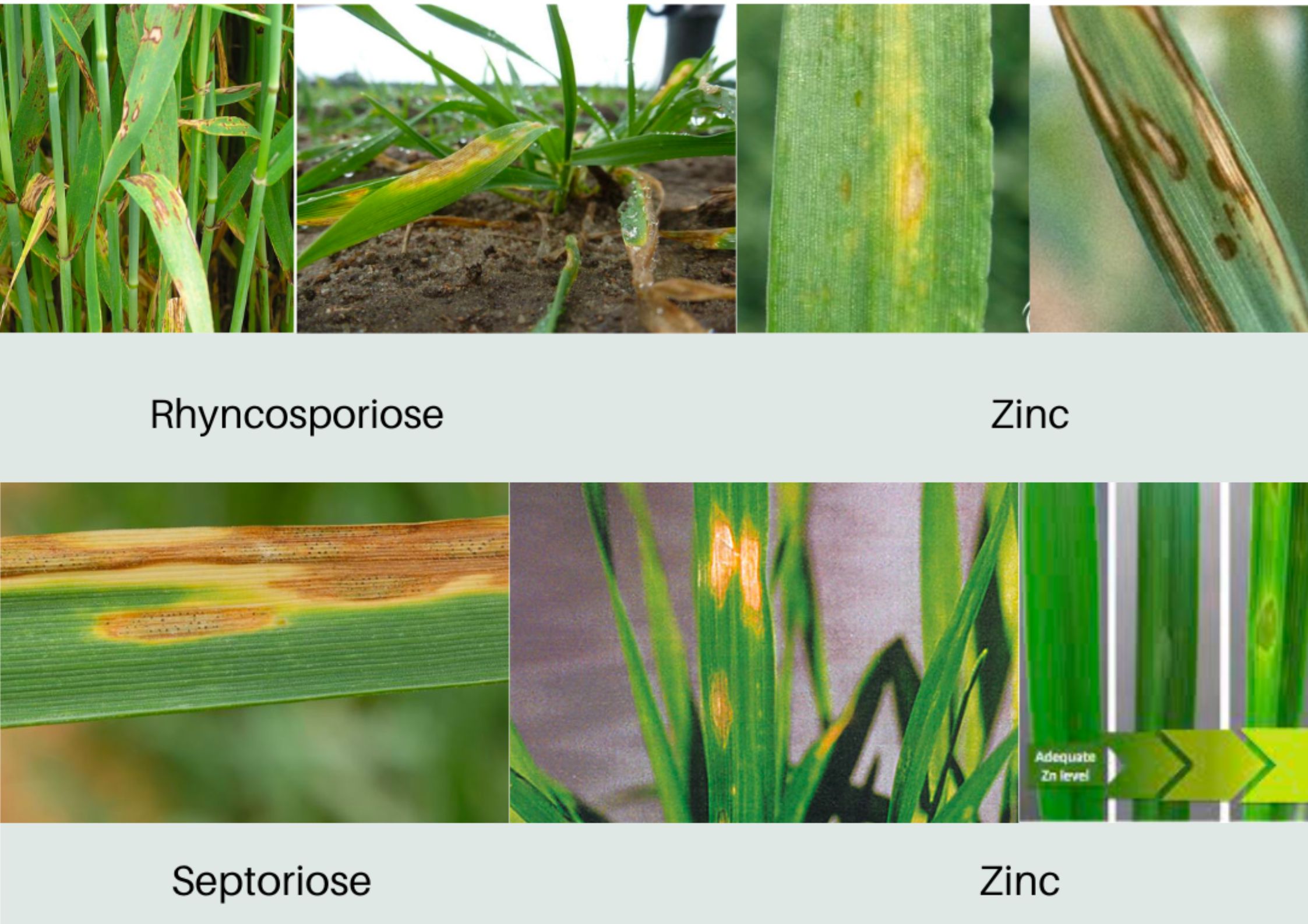 Limiter Les Maladies Fongiques Du Blé