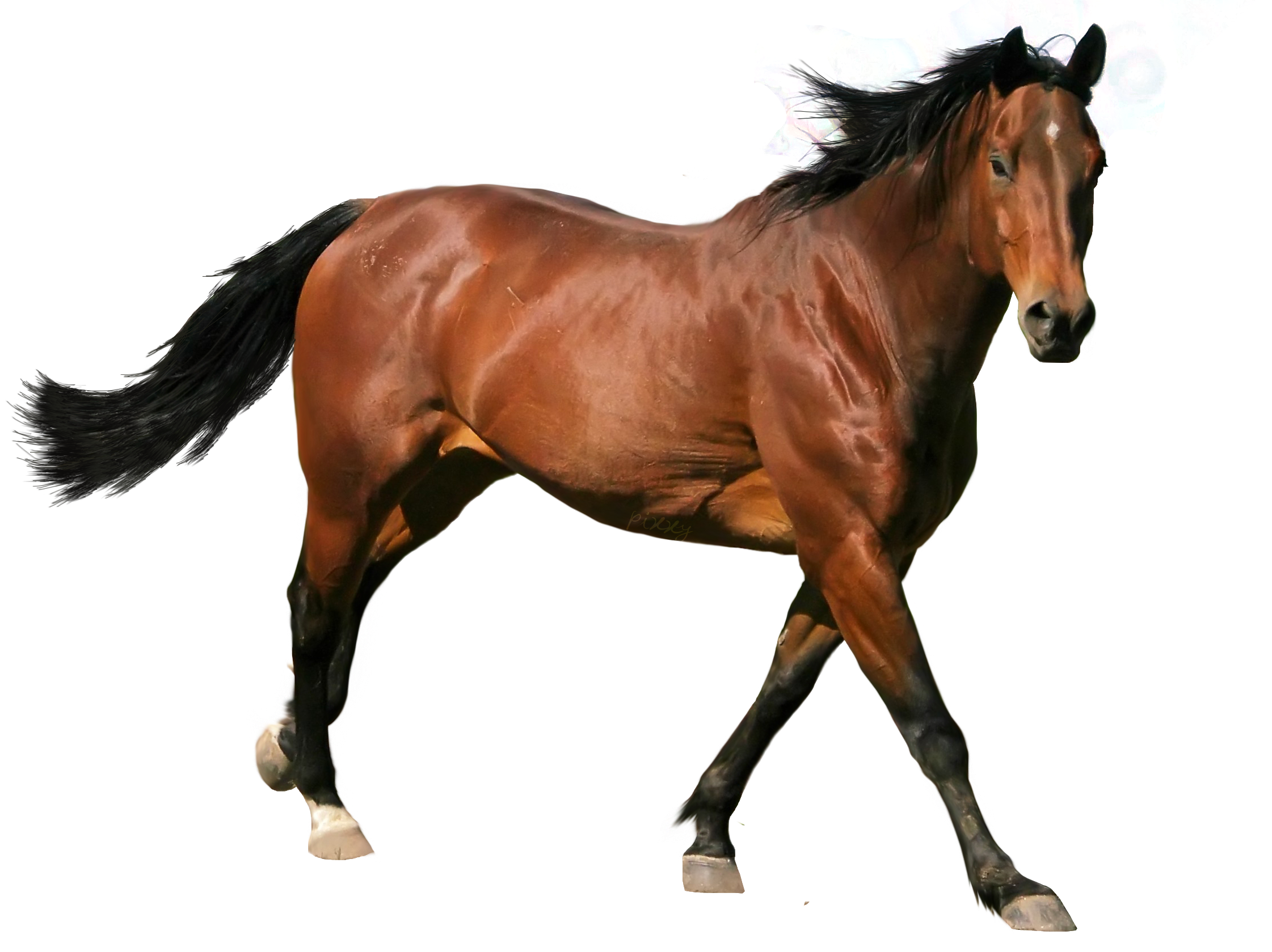 Professional Equine Health Certificates in Laredo, Texas Rio Grande