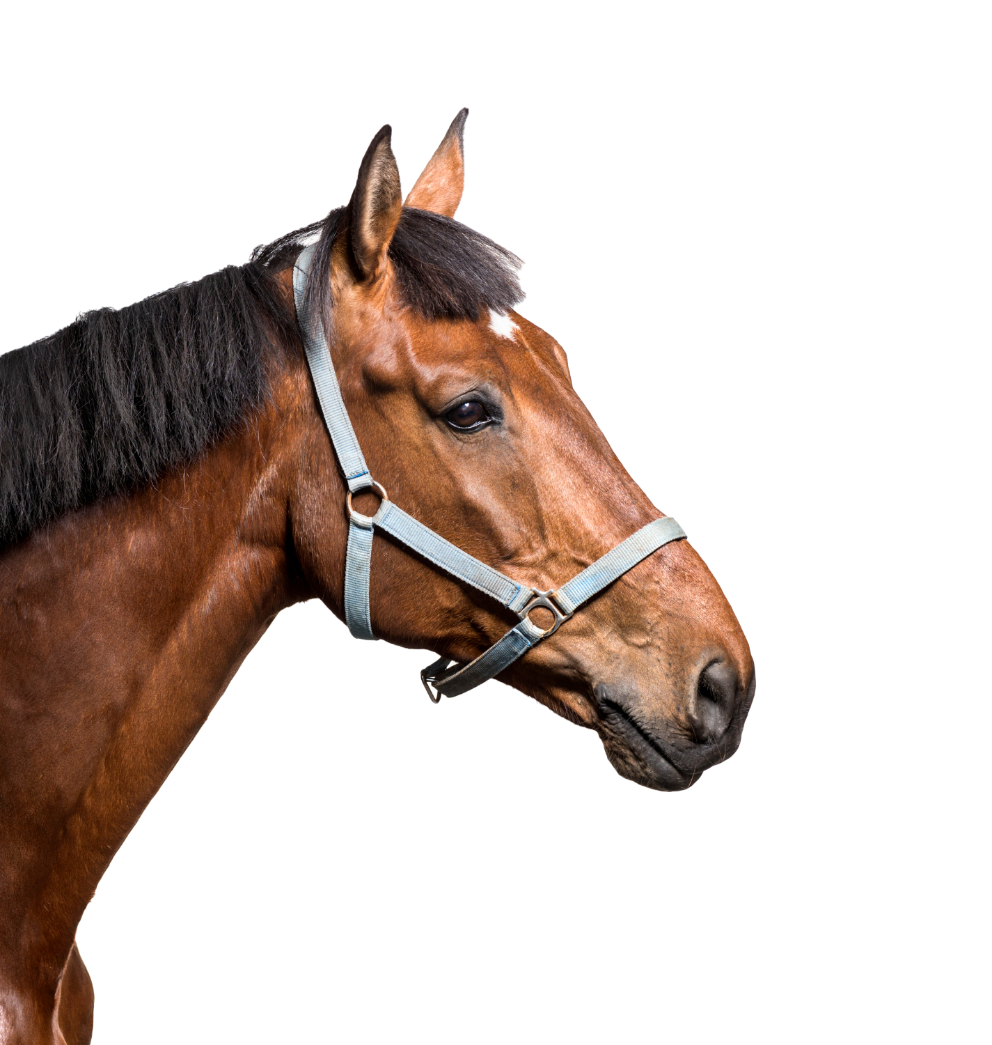 Professional Equine Health Certificates in Laredo, Texas Rio Grande