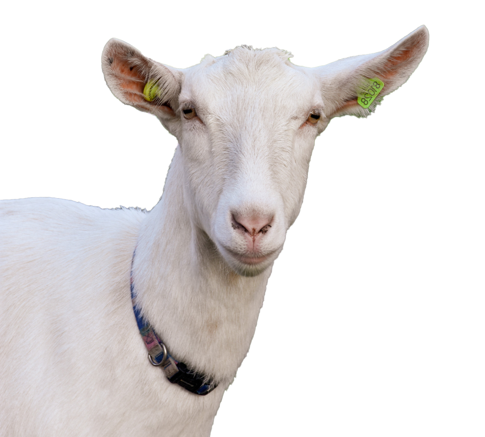 Professional Health Certificates Services in Laredo, TX Rio Grande Veterinary Clinic