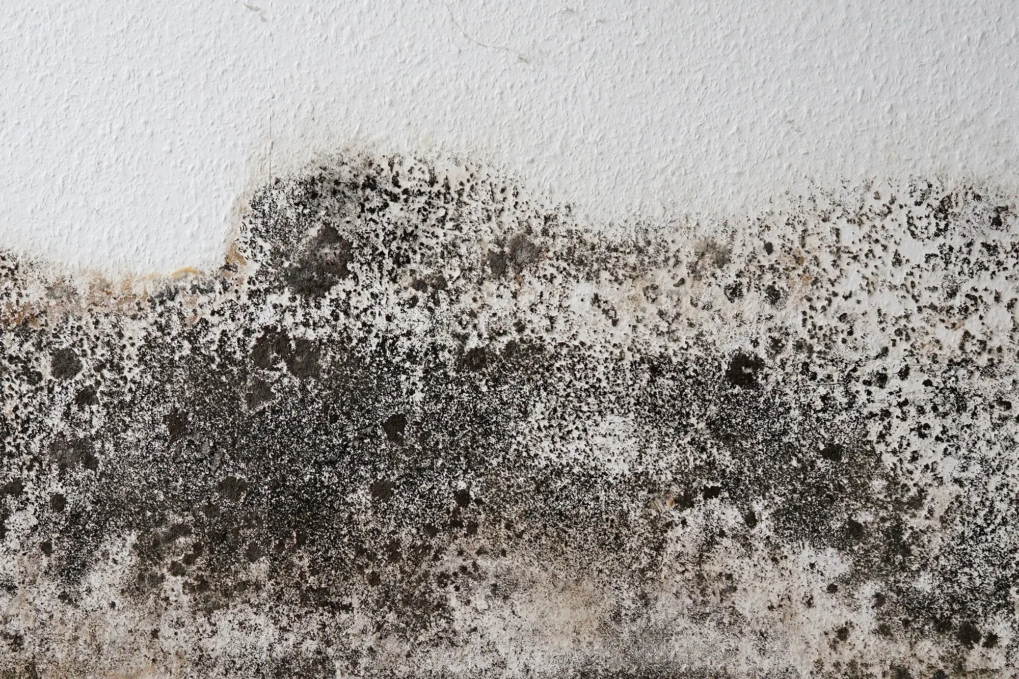 Why does mould grow on Air conditioning units, and why it is dangerous