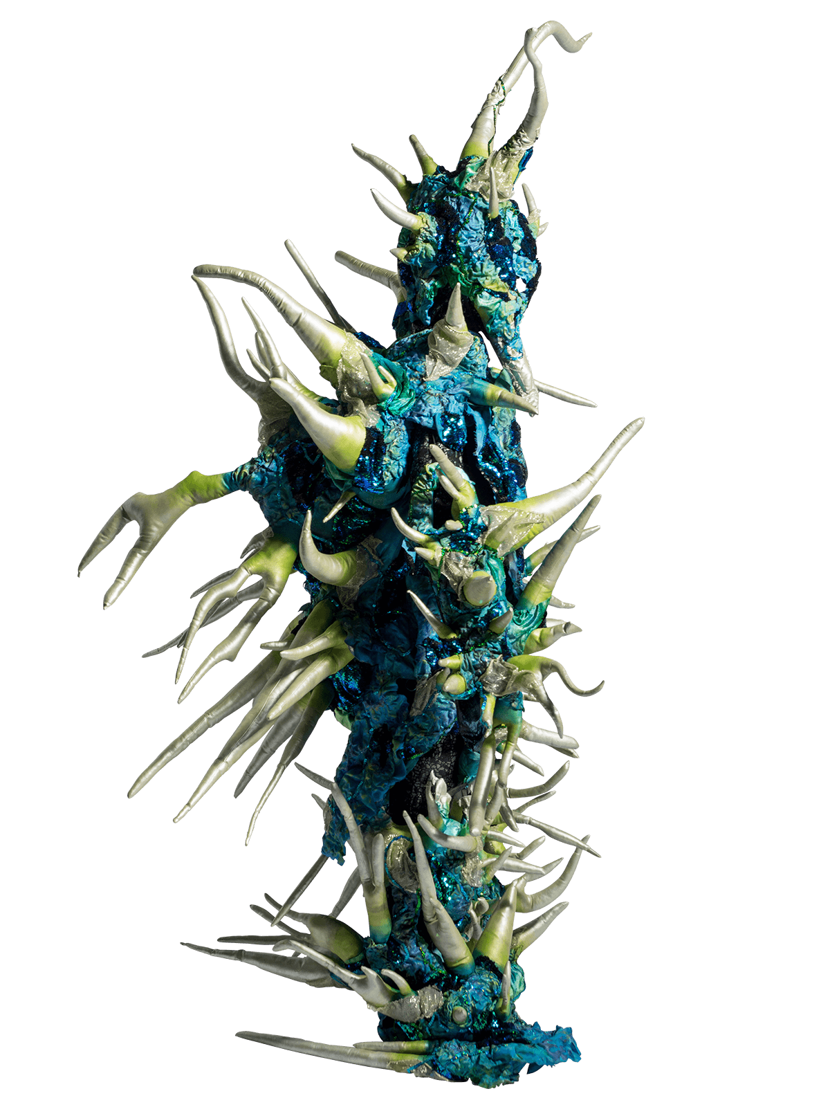 Cordycephila, Svenja, Australia