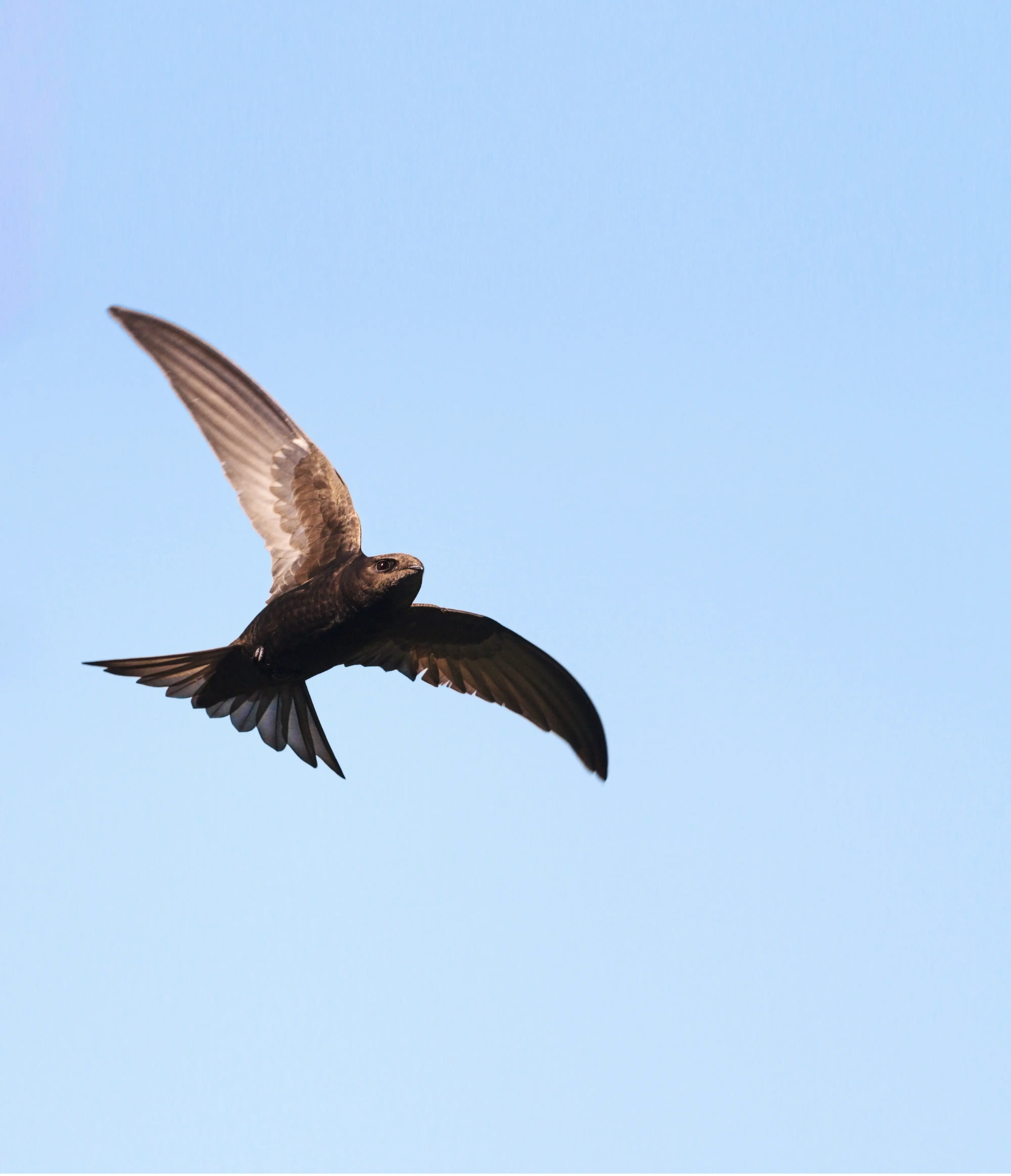 Peak Boxes Swift Box Placement