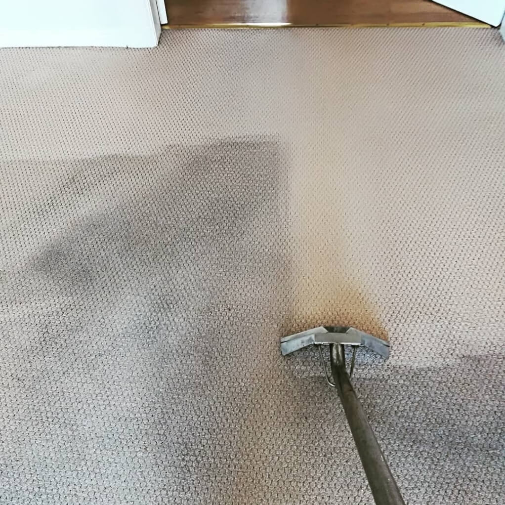 Carpet Cleaning Services What to Expect