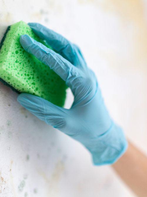 Say Goodbye to Algae: Get Best Removal Service for Your Home - Eco Friendly Algae Removal