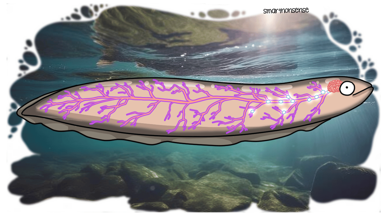 How Do Electric Eels Make Electricity? ⚡