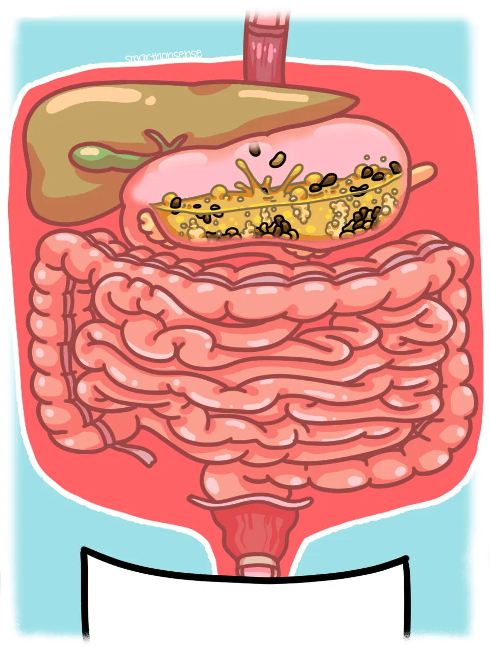 Why Do Beans Make You Fart? 🫘