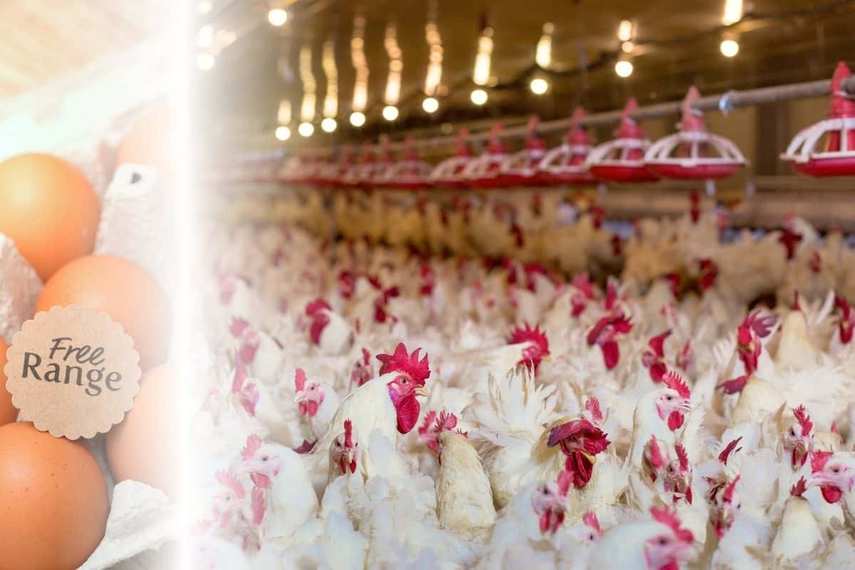 What Is Humane Washing & Is Certified Humane Legit? New Roots Institute