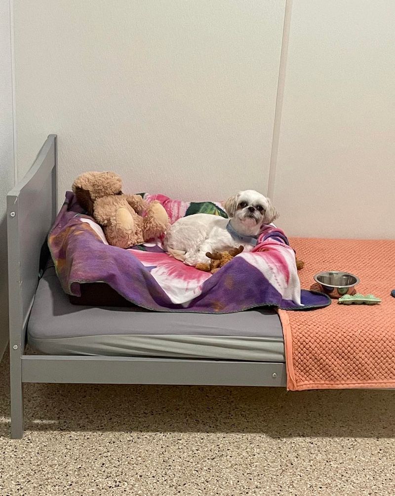 Whiskers Resort & Pet Spa Canine Boarding Grand Rapids, MI