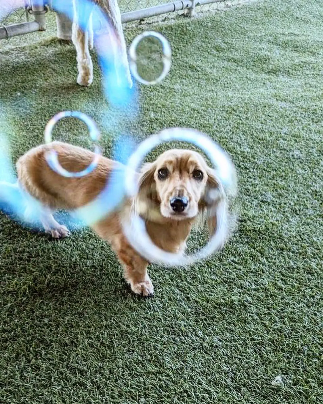 Whiskers Resort & Pet Spa Dog Daycare Grand Rapids, MI