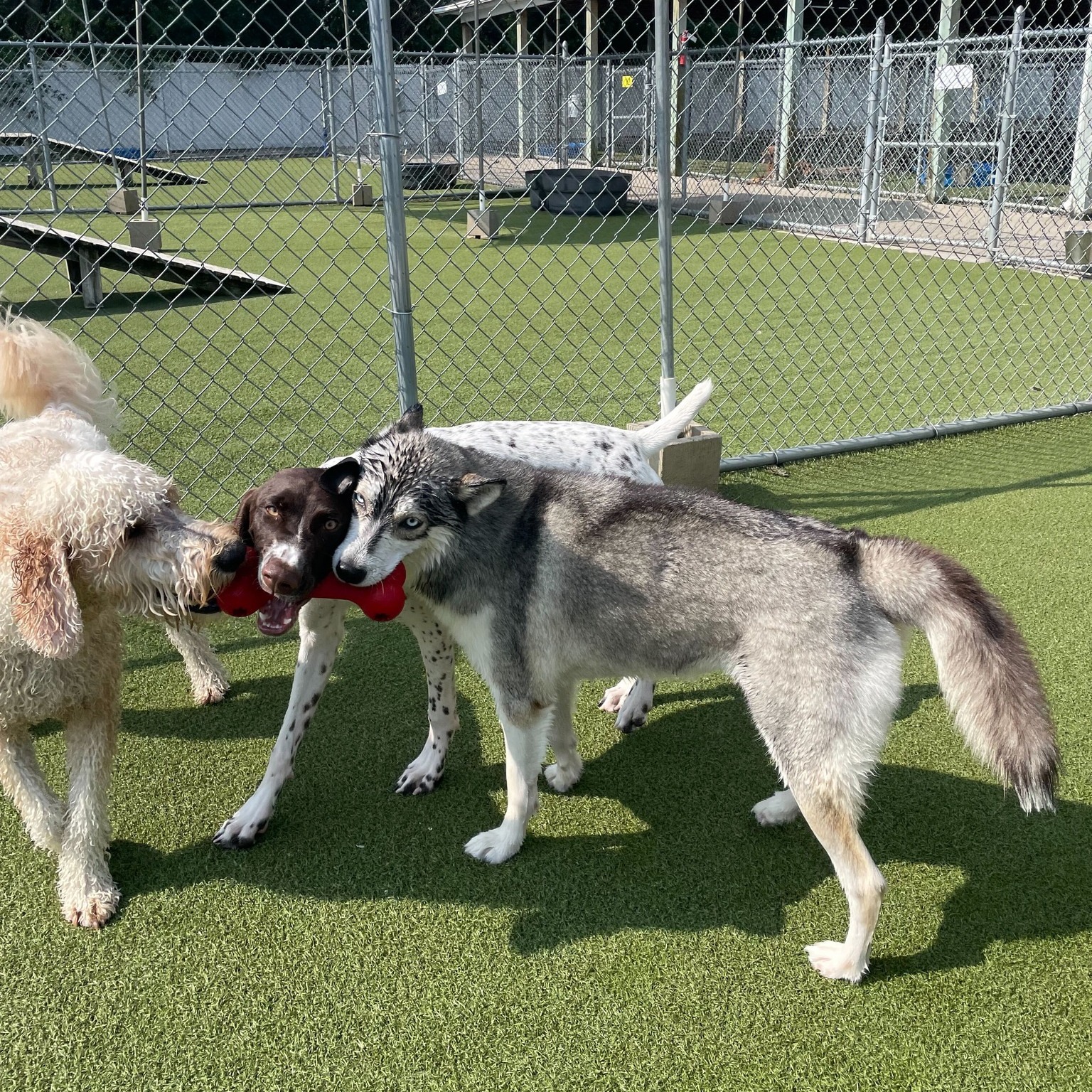 Whiskers Resort & Pet Spa Facility Grand Rapids, MI