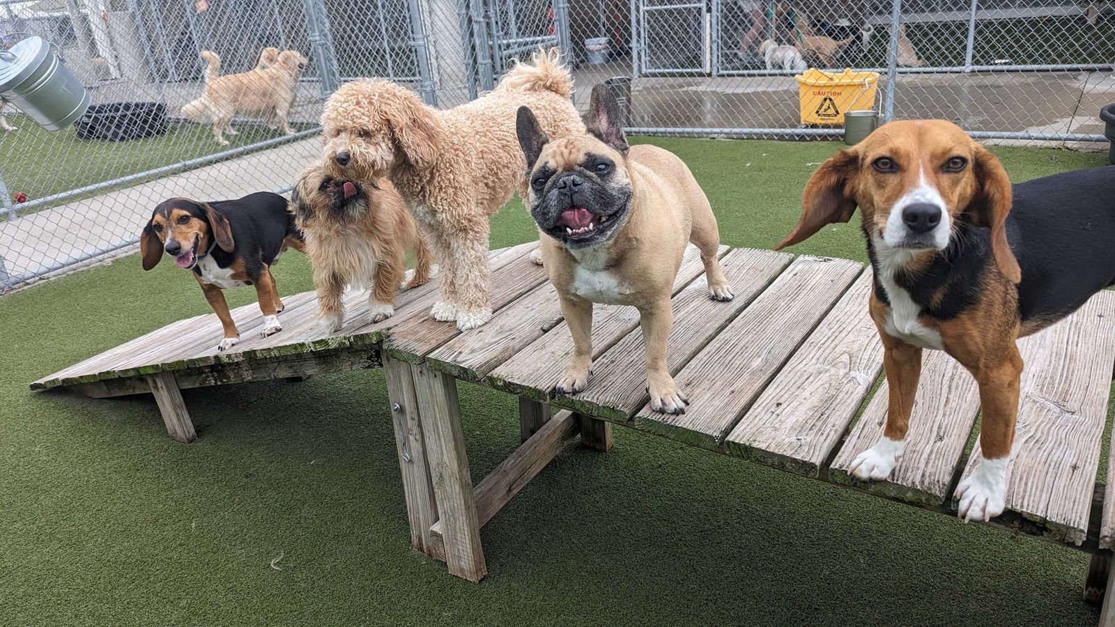 Whiskers Resort & Pet Spa Dog Daycare Grand Rapids, MI