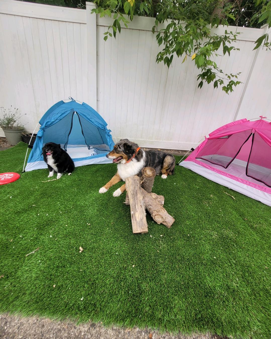 Whiskers Resort & Pet Spa Facility Grand Rapids, MI