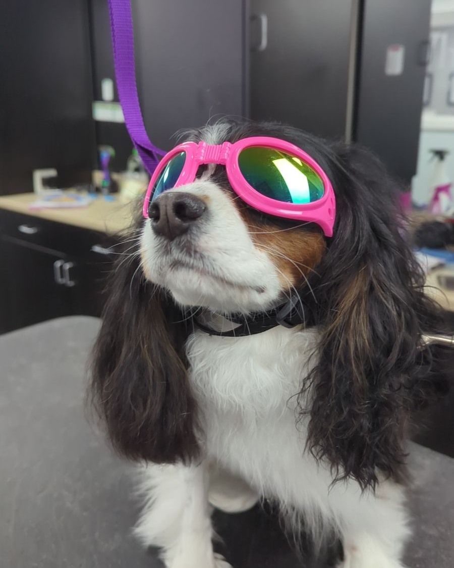 Whiskers Resort & Pet Spa Facility Grand Rapids, MI