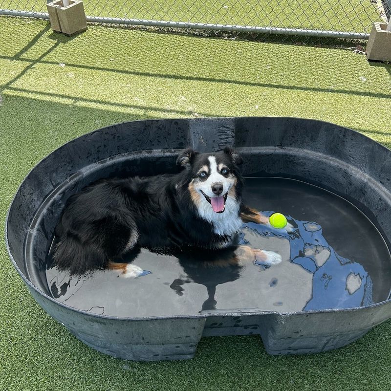 Whiskers Resort & Pet Spa Pet Boarding Grand Rapids, MI