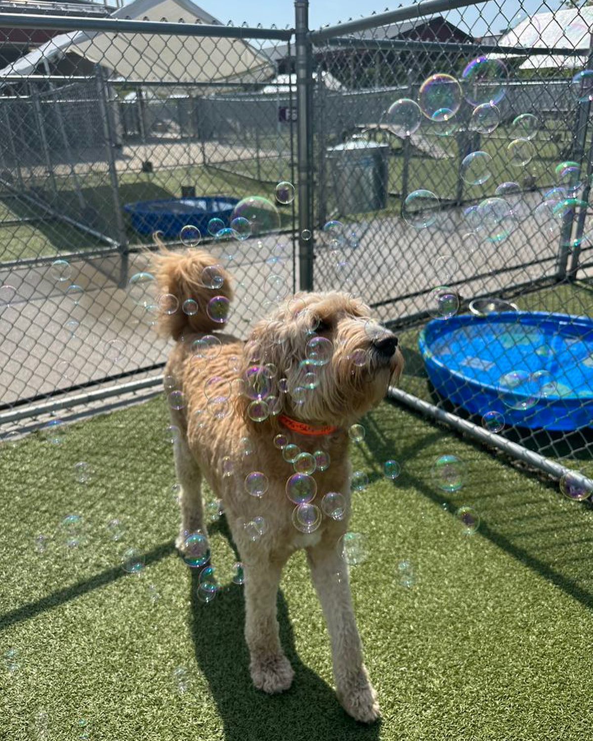 Whiskers Resort & Pet Spa Facility Grand Rapids, MI