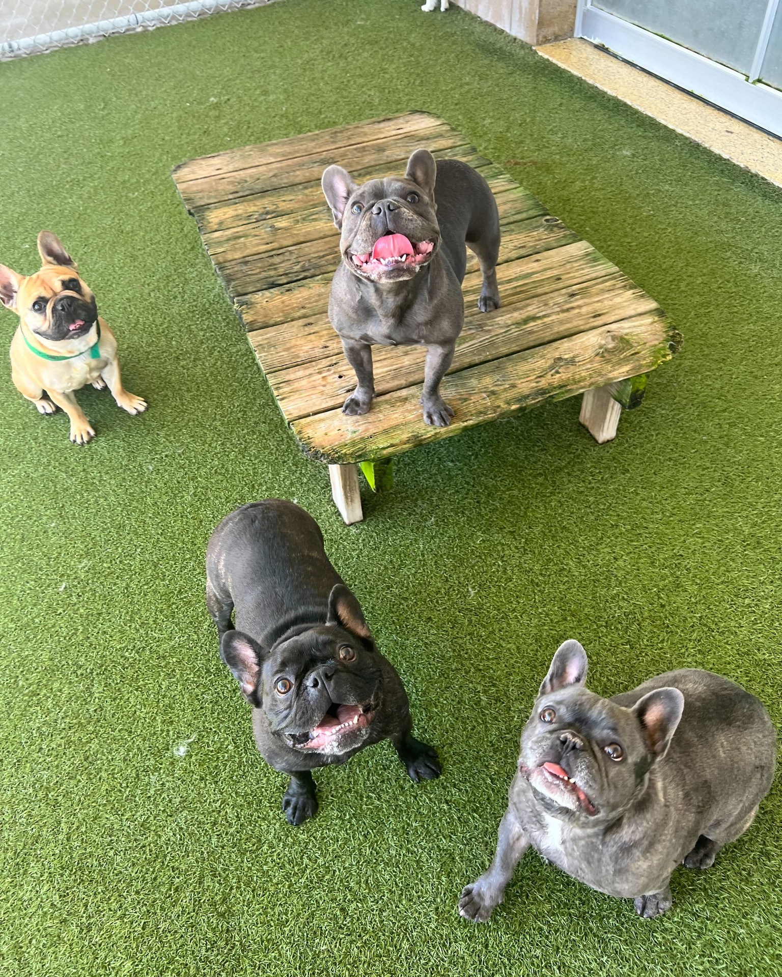 Whiskers Resort & Pet Spa Facility Grand Rapids, MI