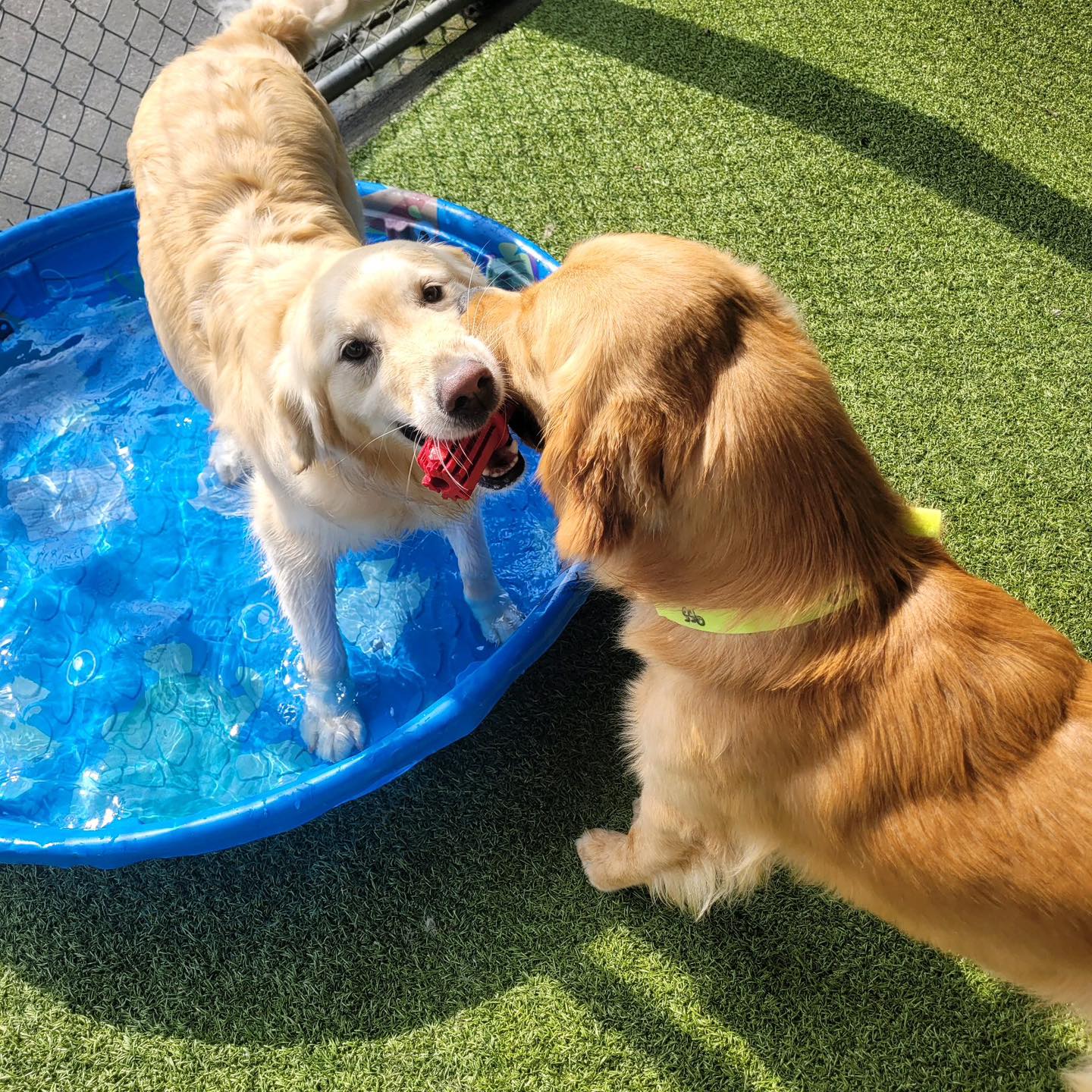 Whiskers Resort & Pet Spa Facility Grand Rapids, MI