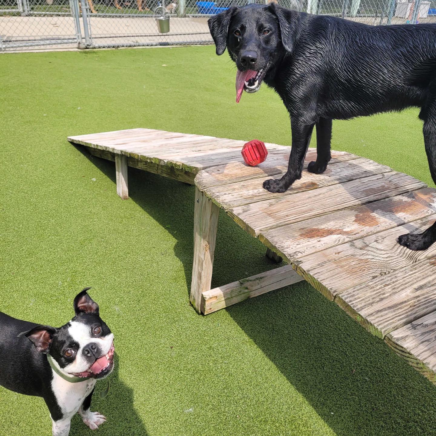 Whiskers Resort & Pet Spa Facility Grand Rapids, MI