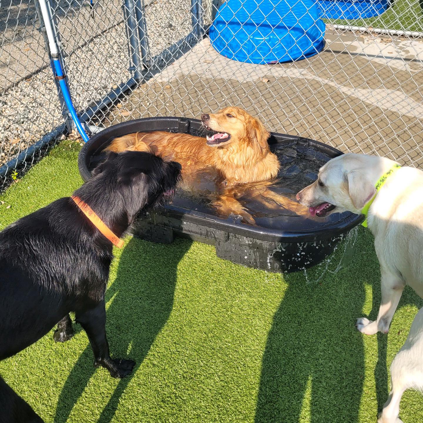 Whiskers Resort & Pet Spa Facility Grand Rapids, MI