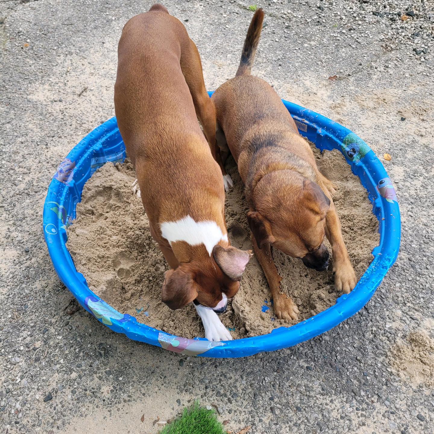 Whiskers Resort & Pet Spa Facility Grand Rapids, MI