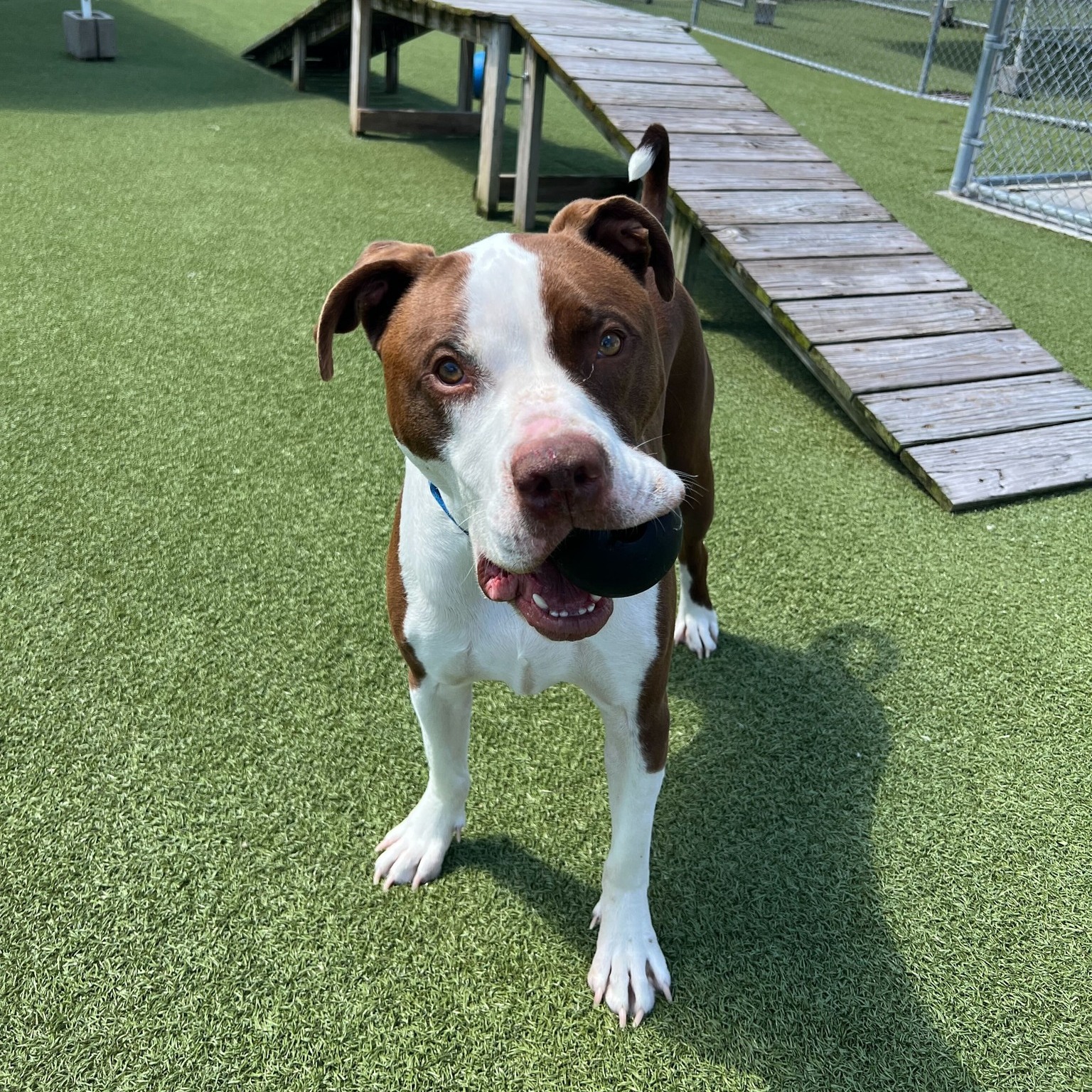 Whiskers Resort & Pet Spa Facility Grand Rapids, MI