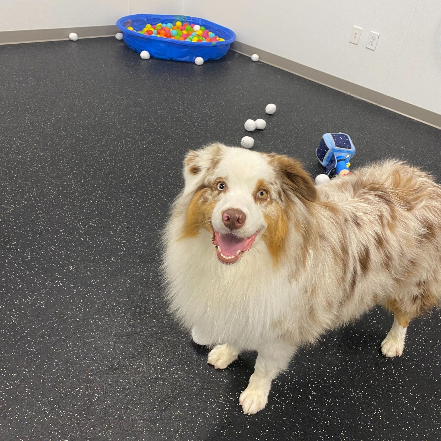 Whiskers Resort & Pet Spa Facility Grand Rapids, MI