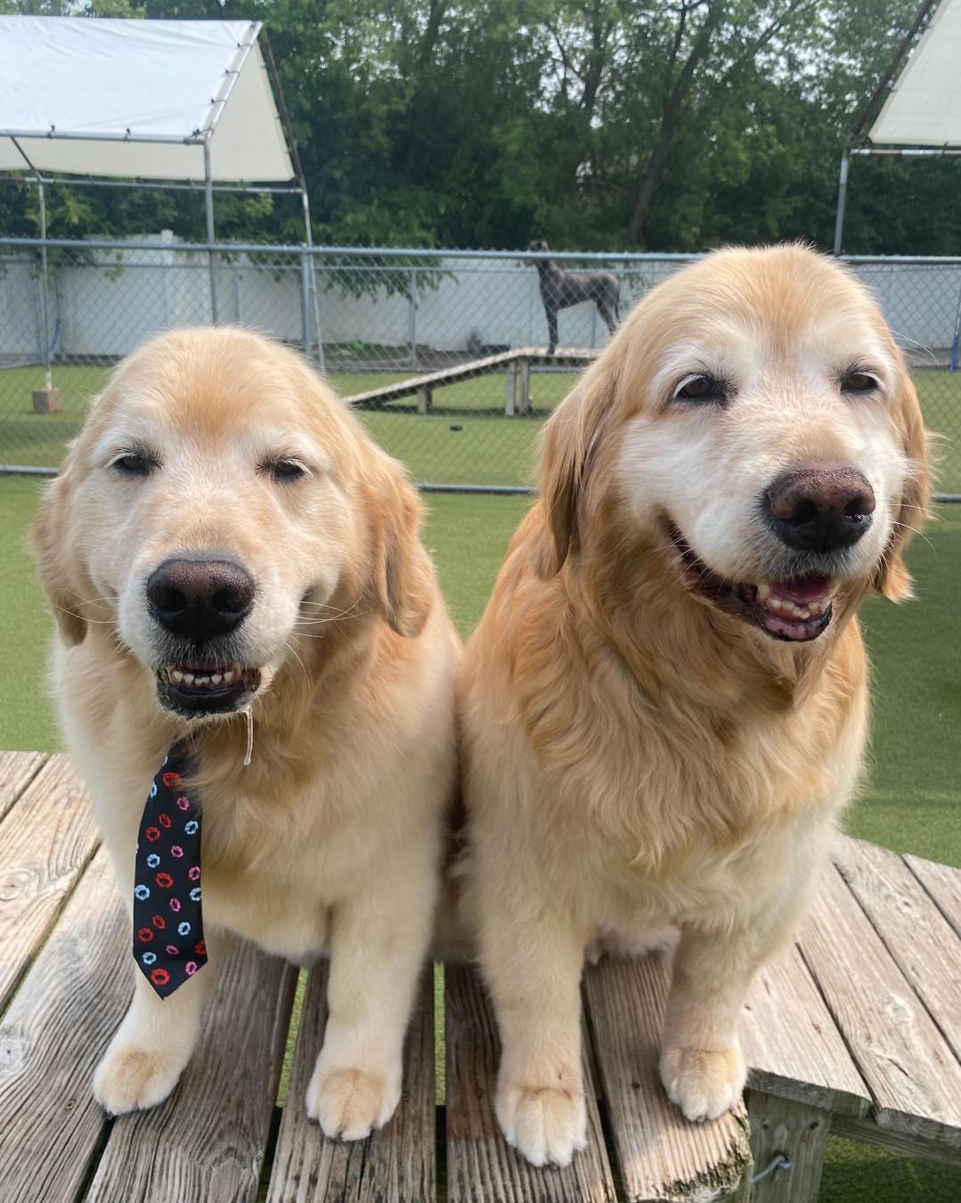 Whiskers Resort & Pet Spa Facility Grand Rapids, MI