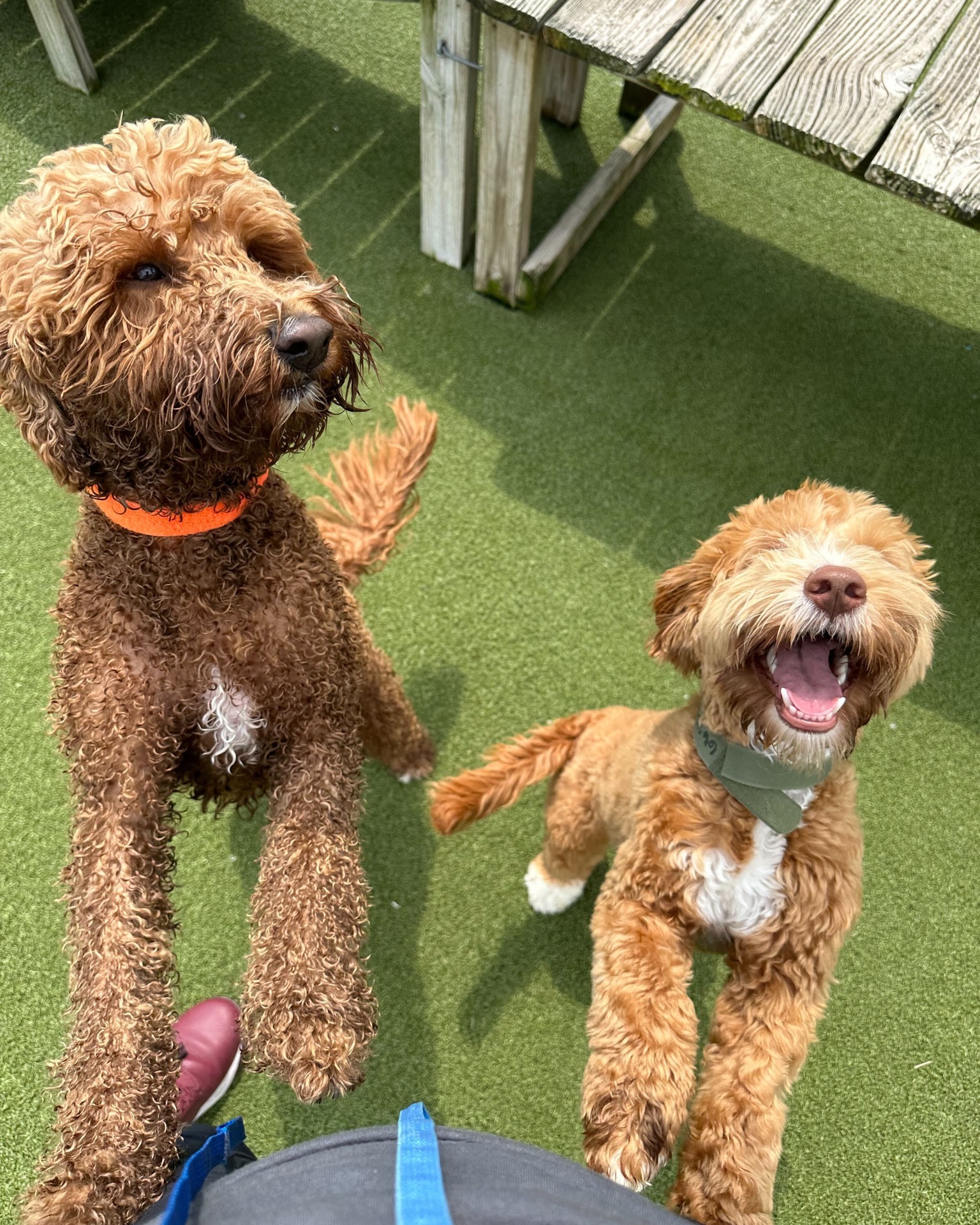 Whiskers Resort & Pet Spa Facility Grand Rapids, MI